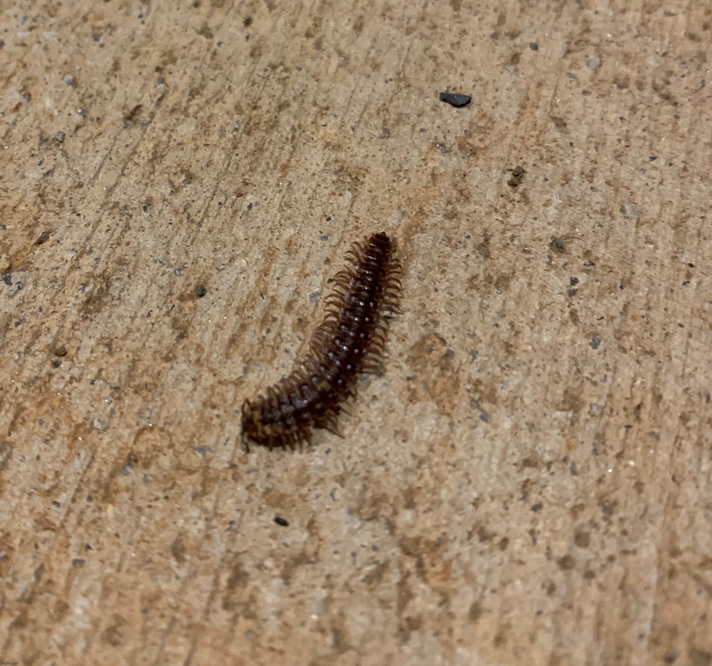 Millipede | made w/ Imgflip meme maker