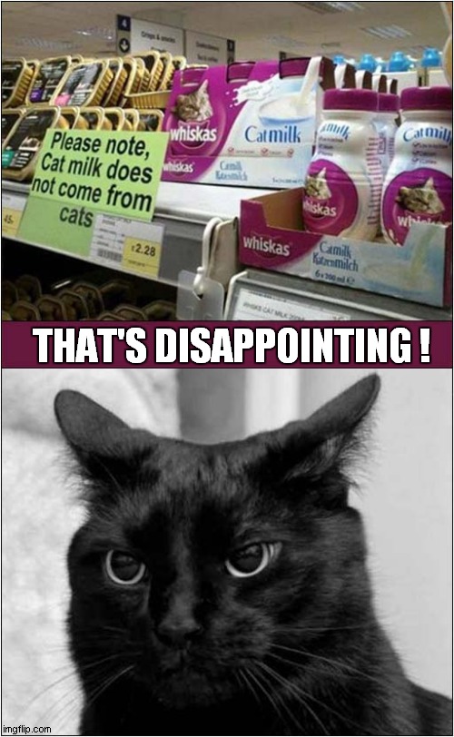 Cat Milk ? | THAT'S DISAPPOINTING ! | image tagged in cats,milk,disappointment | made w/ Imgflip meme maker