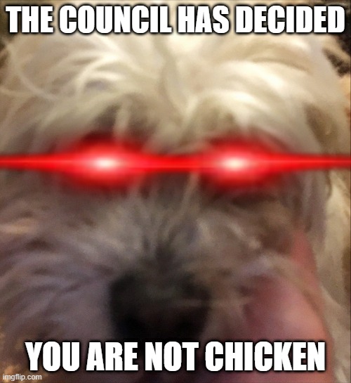 THE COUNCIL HAS DECIDED; YOU ARE NOT CHICKEN | made w/ Imgflip meme maker