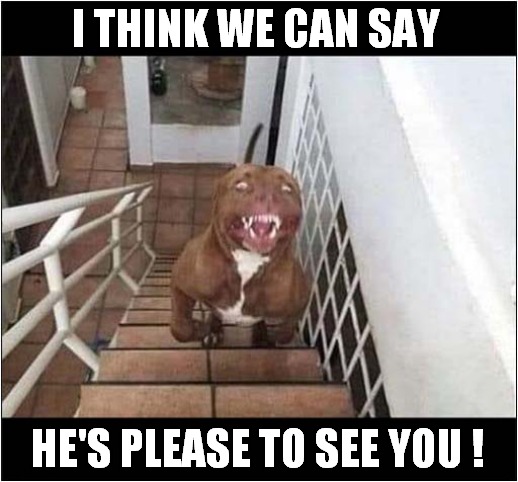 When You Come Home ... | I THINK WE CAN SAY; HE'S PLEASE TO SEE YOU ! | image tagged in dogs,home,charger | made w/ Imgflip meme maker
