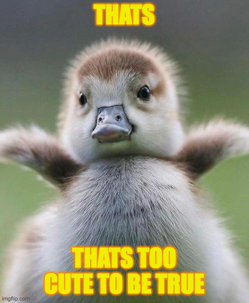 Baby Duck | THATS THATS TOO CUTE TO BE TRUE | image tagged in baby duck | made w/ Imgflip meme maker