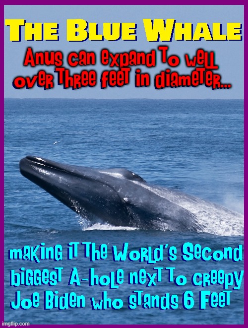 Disrespect doesn't solve today's problems, but I enjoy it | Anus can expand to well
 over three feet in diameter... | image tagged in vince vance,creepy uncle joe,joe biden,blue whale,memes,science | made w/ Imgflip meme maker