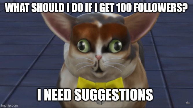 Help | WHAT SHOULD I DO IF I GET 100 FOLLOWERS? I NEED SUGGESTIONS | image tagged in spleens the cat | made w/ Imgflip meme maker