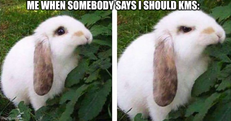 Angry Bunny Eating Leaf | ME WHEN SOMEBODY SAYS I SHOULD KMS: | image tagged in angry bunny eating leaf | made w/ Imgflip meme maker