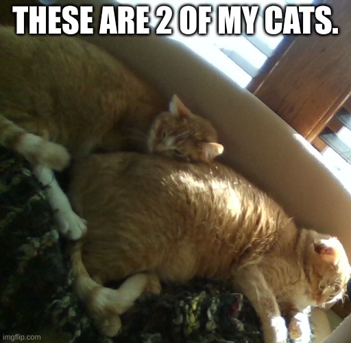 THESE ARE 2 OF MY CATS. | made w/ Imgflip meme maker