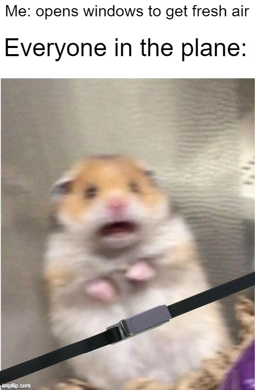 remember to wear your seatbelt | Me: opens windows to get fresh air; Everyone in the plane: | image tagged in scared hamster,oh no,airplane,stop reading the tags | made w/ Imgflip meme maker
