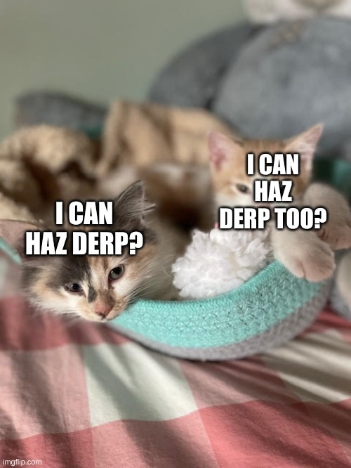 My cats be like... | I CAN HAZ DERP TOO? I CAN HAZ DERP? | image tagged in chloe and mac | made w/ Imgflip meme maker