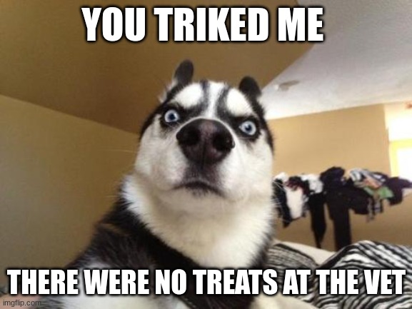 Husky Richard | YOU TRIKED ME; THERE WERE NO TREATS AT THE VET | image tagged in husky richard | made w/ Imgflip meme maker
