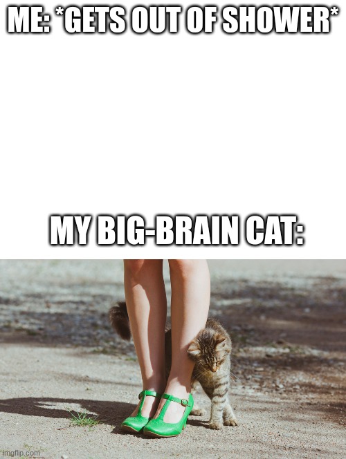 My life with a cat | ME: *GETS OUT OF SHOWER*; MY BIG-BRAIN CAT: | image tagged in cats,visible frustration,oh wow are you actually reading these tags | made w/ Imgflip meme maker