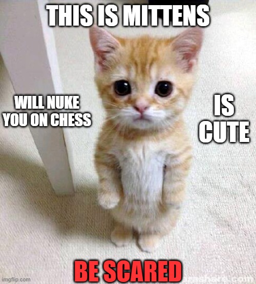 Its Mittens | THIS IS MITTENS; WILL NUKE YOU ON CHESS; IS CUTE; BE SCARED | image tagged in memes,cute cat | made w/ Imgflip meme maker