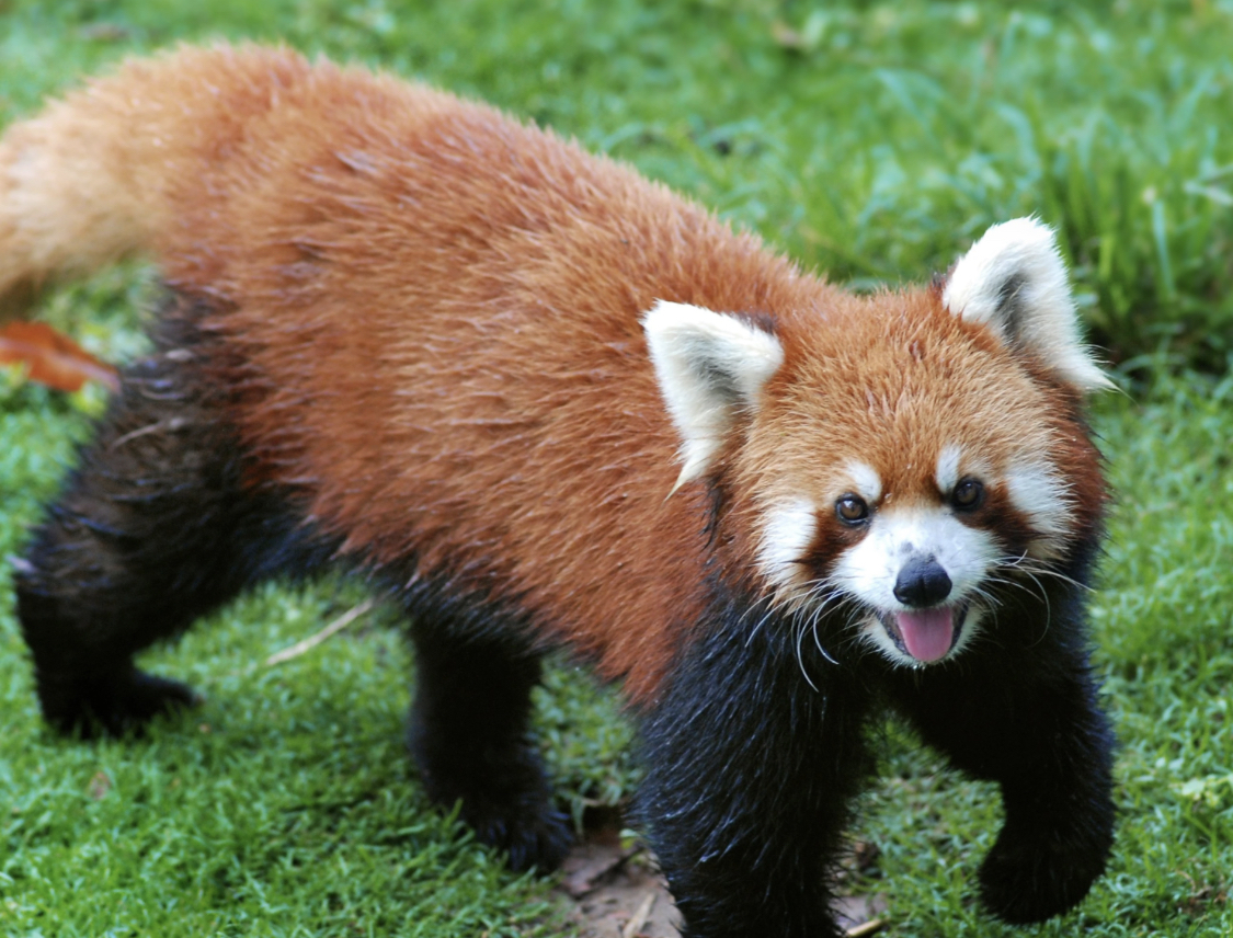 Red panda Blank Meme Template