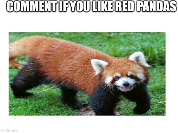 COMMENT IF YOU LIKE RED PANDAS | image tagged in pandas | made w/ Imgflip meme maker