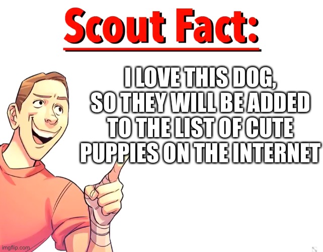 Scout Fact | I LOVE THIS DOG, SO THEY WILL BE ADDED TO THE LIST OF CUTE PUPPIES ON THE INTERNET | image tagged in scout fact | made w/ Imgflip meme maker