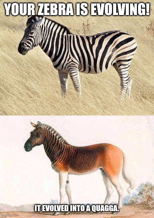YOUR ZEBRA IS EVOLVING! IT EVOLVED INTO A QUAGGA. | image tagged in memes,zebra,grow | made w/ Imgflip meme maker
