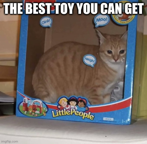 I have 13 of those | THE BEST TOY YOU CAN GET | image tagged in cat,toy | made w/ Imgflip meme maker