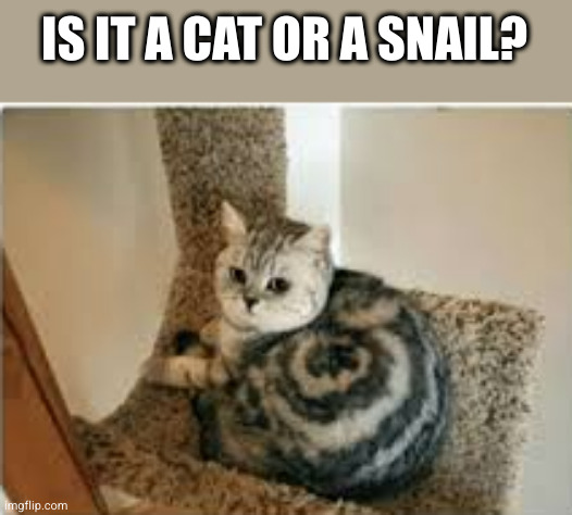 A snail cat | IS IT A CAT OR A SNAIL? | image tagged in cat,snail | made w/ Imgflip meme maker