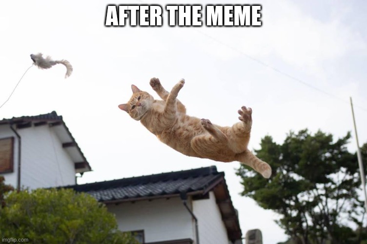 Cat falling | AFTER THE MEME | image tagged in cat falling | made w/ Imgflip meme maker