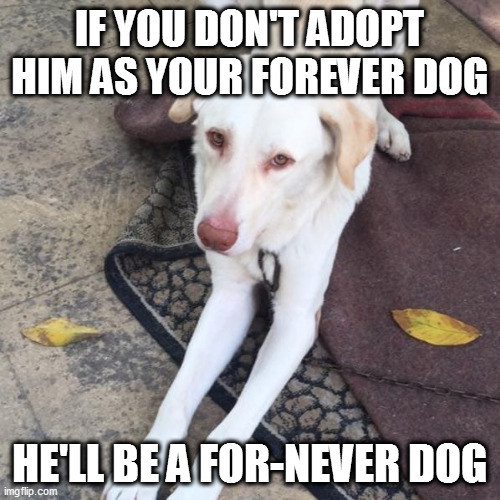 doggo doggie dog | IF YOU DON'T ADOPT HIM AS YOUR FOREVER DOG; HE'LL BE A FOR-NEVER DOG | image tagged in sad dog | made w/ Imgflip meme maker