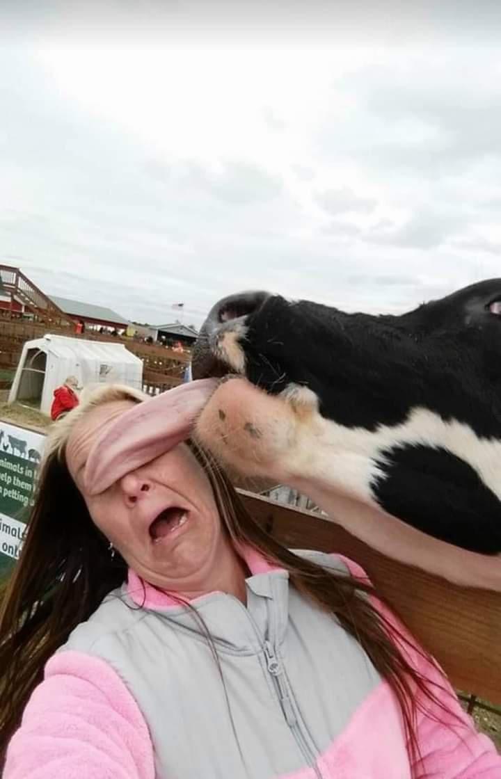 High Quality Kissing Cow Blank Meme Template