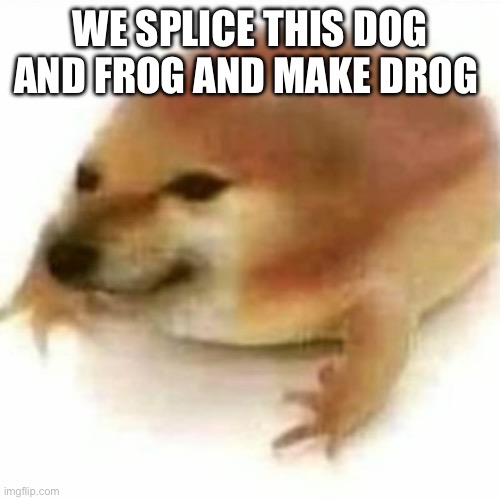 Frog and dog = drog | WE SPLICE THIS DOG AND FROG AND MAKE DROG | image tagged in drog | made w/ Imgflip meme maker
