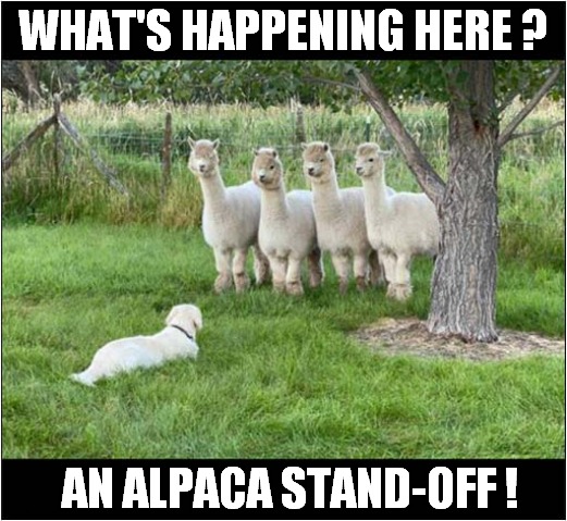 Dog Vs Alpacas | WHAT'S HAPPENING HERE ? AN ALPACA STAND-OFF ! | image tagged in dogs,alpaca,stand-off | made w/ Imgflip meme maker