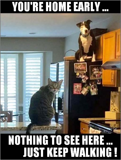Suspicious Behaviour ? | YOU'RE HOME EARLY ... NOTHING TO SEE HERE ...
          JUST KEEP WALKING ! | image tagged in cats,dogs,suspicious | made w/ Imgflip meme maker