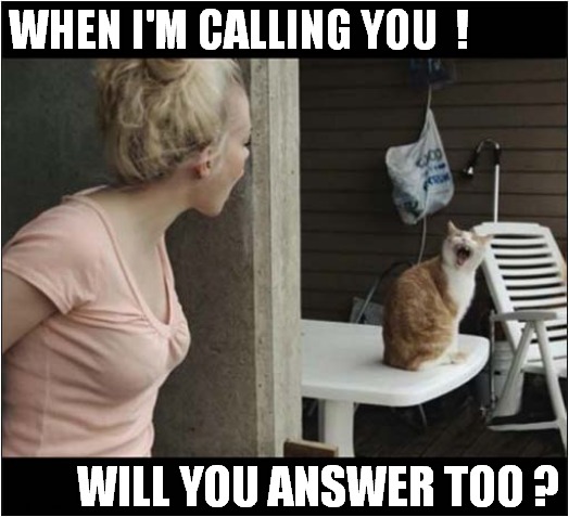 Singing With Your Cat ! | WHEN I'M CALLING YOU  ! WILL YOU ANSWER TOO ? | image tagged in cats,singing,song lyrics | made w/ Imgflip meme maker