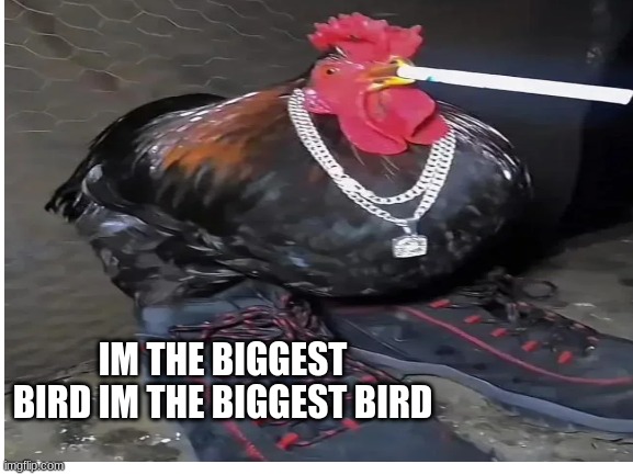 he is the biggest drippiest bird | IM THE BIGGEST BIRD IM THE BIGGEST BIRD | image tagged in biggestbird | made w/ Imgflip meme maker