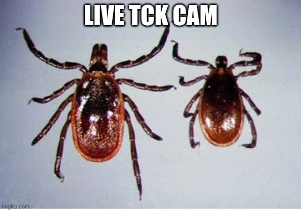 Ticks | LIVE TCK CAM | image tagged in ticks | made w/ Imgflip meme maker