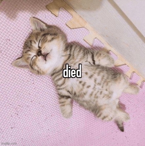cat died | image tagged in cat died | made w/ Imgflip meme maker