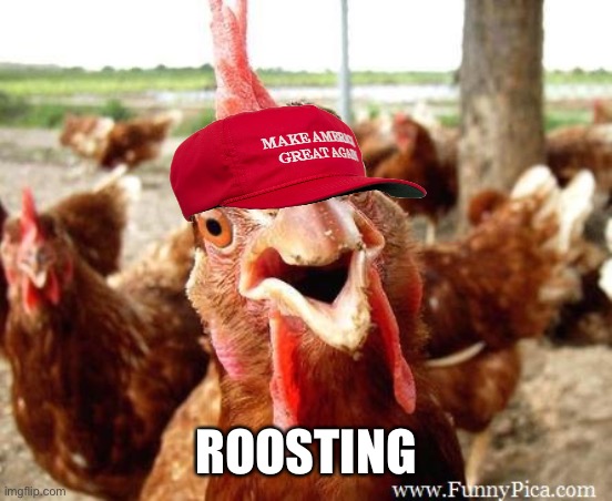 Funny looking rooster insisting his point | ROOSTING | image tagged in funny looking rooster insisting his point | made w/ Imgflip meme maker