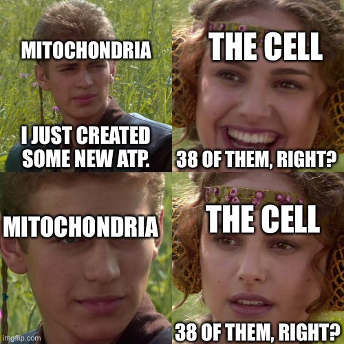 Anakin Padme 4 Panel | MITOCHONDRIA; THE CELL; I JUST CREATED SOME NEW ATP. 38 OF THEM, RIGHT? THE CELL; MITOCHONDRIA; 38 OF THEM, RIGHT? | image tagged in anakin padme 4 panel | made w/ Imgflip meme maker