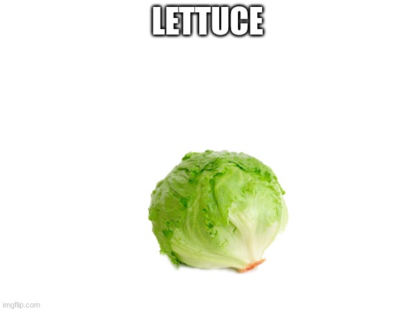 lettuce | LETTUCE | image tagged in fun | made w/ Imgflip meme maker