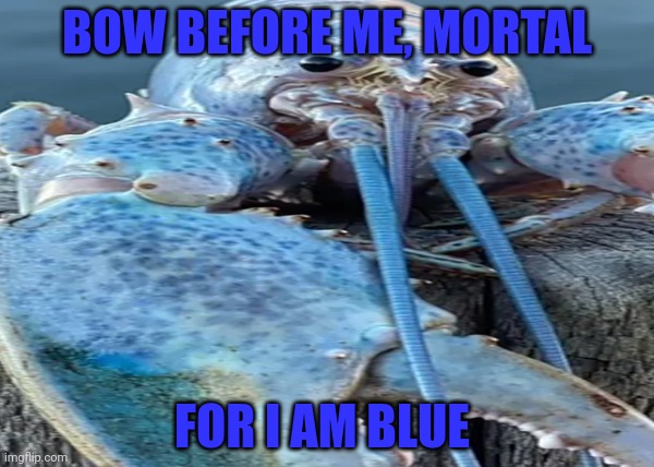 Blue Lobster | BOW BEFORE ME, MORTAL FOR I AM BLUE | image tagged in blue lobster | made w/ Imgflip meme maker