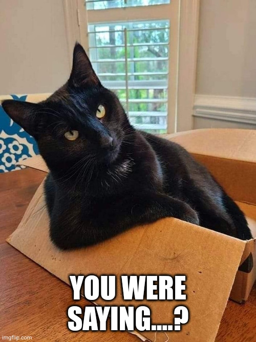 You were saying | YOU WERE SAYING....? | image tagged in saying,cat,cats,carry on,funny | made w/ Imgflip meme maker