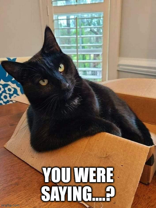 You were saying | image tagged in cat,funny,cats,box | made w/ Imgflip meme maker