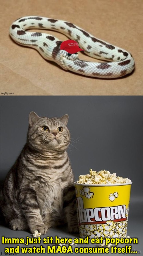That snake is as good as dead. | Imma just sit here and eat popcorn 
and watch MAGA consume itself... | image tagged in cat eating popcorn | made w/ Imgflip meme maker