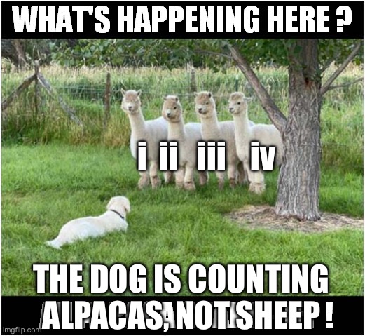 Counting alpacas | i  ii   iii    iv THE DOG IS COUNTING ALPACAS, NOT SHEEP | image tagged in alpaca,sheep,counting,roman numerals | made w/ Imgflip meme maker