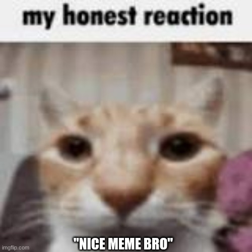 My Honest Reaction | "NICE MEME BRO" | image tagged in my honest reaction | made w/ Imgflip meme maker