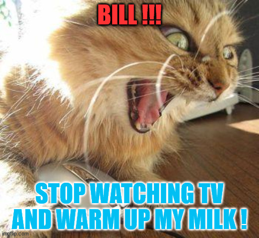 Milk | BILL !!! STOP WATCHING TV AND WARM UP MY MILK ! | image tagged in angry cat,milk | made w/ Imgflip meme maker