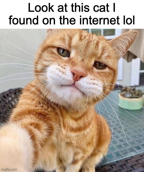 ･ﾟ✧ handsome ✧･ﾟ | Look at this cat I found on the internet lol | image tagged in cats,selfie cat,awesome,cute | made w/ Imgflip meme maker