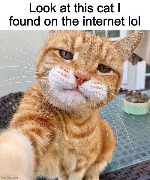 cats good looking Memes & GIFs - Imgflip