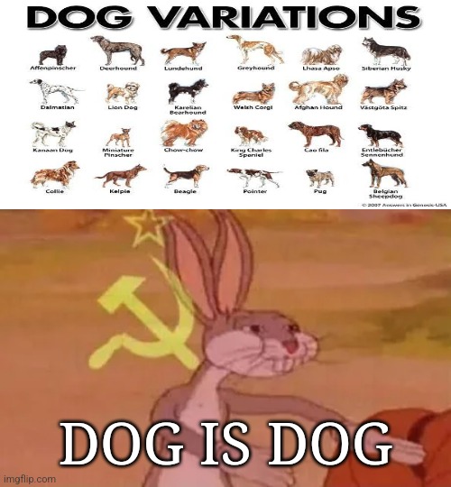 I own a dog. It's breed is dog | DOG IS DOG | image tagged in bugs bunny communist,balls,dogs,funny,goofy memes,google | made w/ Imgflip meme maker