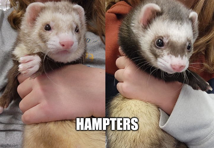 HAMPTERS | made w/ Imgflip meme maker