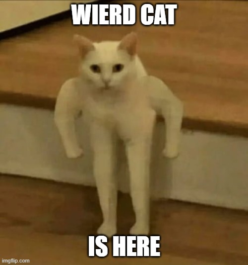 to all MEMES_OVERLOAD | WIERD CAT; IS HERE | image tagged in wird cat,stupid | made w/ Imgflip meme maker