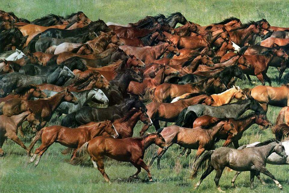 mustangs Blank Meme Template