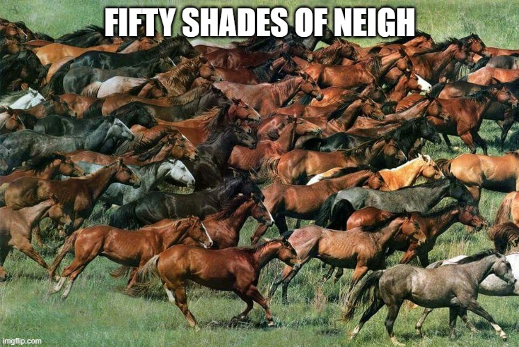 horseys | FIFTY SHADES OF NEIGH | image tagged in mustangs | made w/ Imgflip meme maker