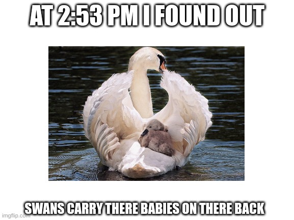 AT 2:53 PM I FOUND OUT; SWANS CARRY THERE BABIES ON THERE BACK | image tagged in blank white template | made w/ Imgflip meme maker