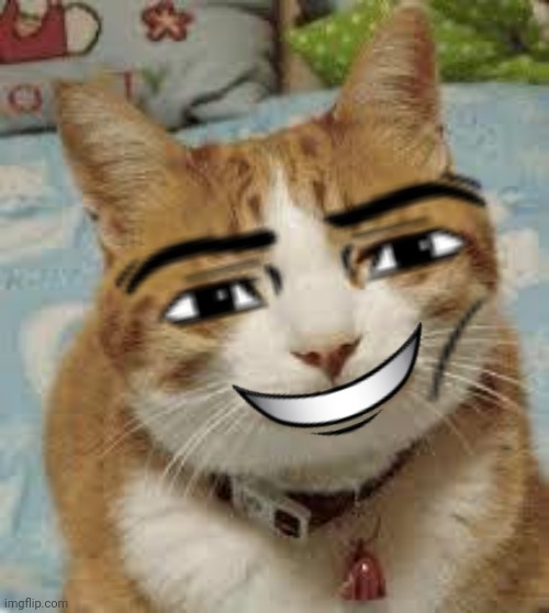 Happy cat | image tagged in happy cat | made w/ Imgflip meme maker