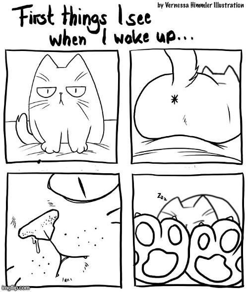 image tagged in memes,comics,wake up,cats,when you see it,first | made w/ Imgflip meme maker